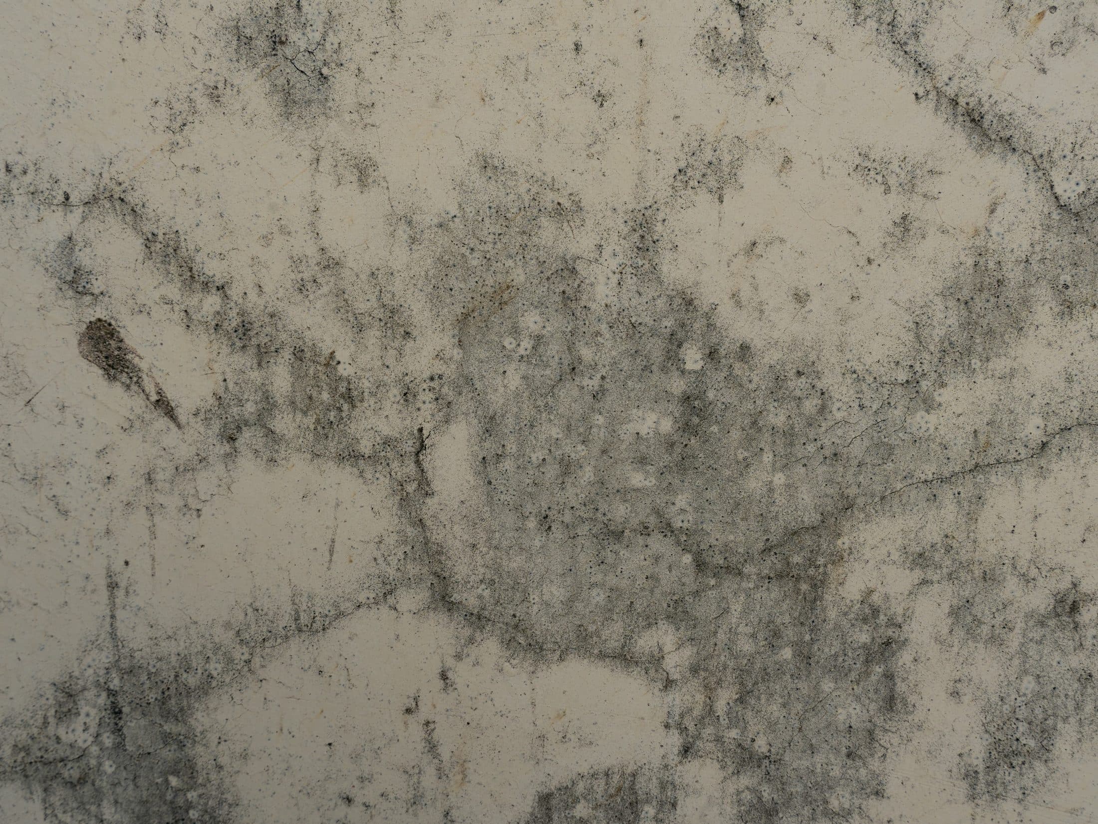 Moisissure installée sur un mur d'habitation