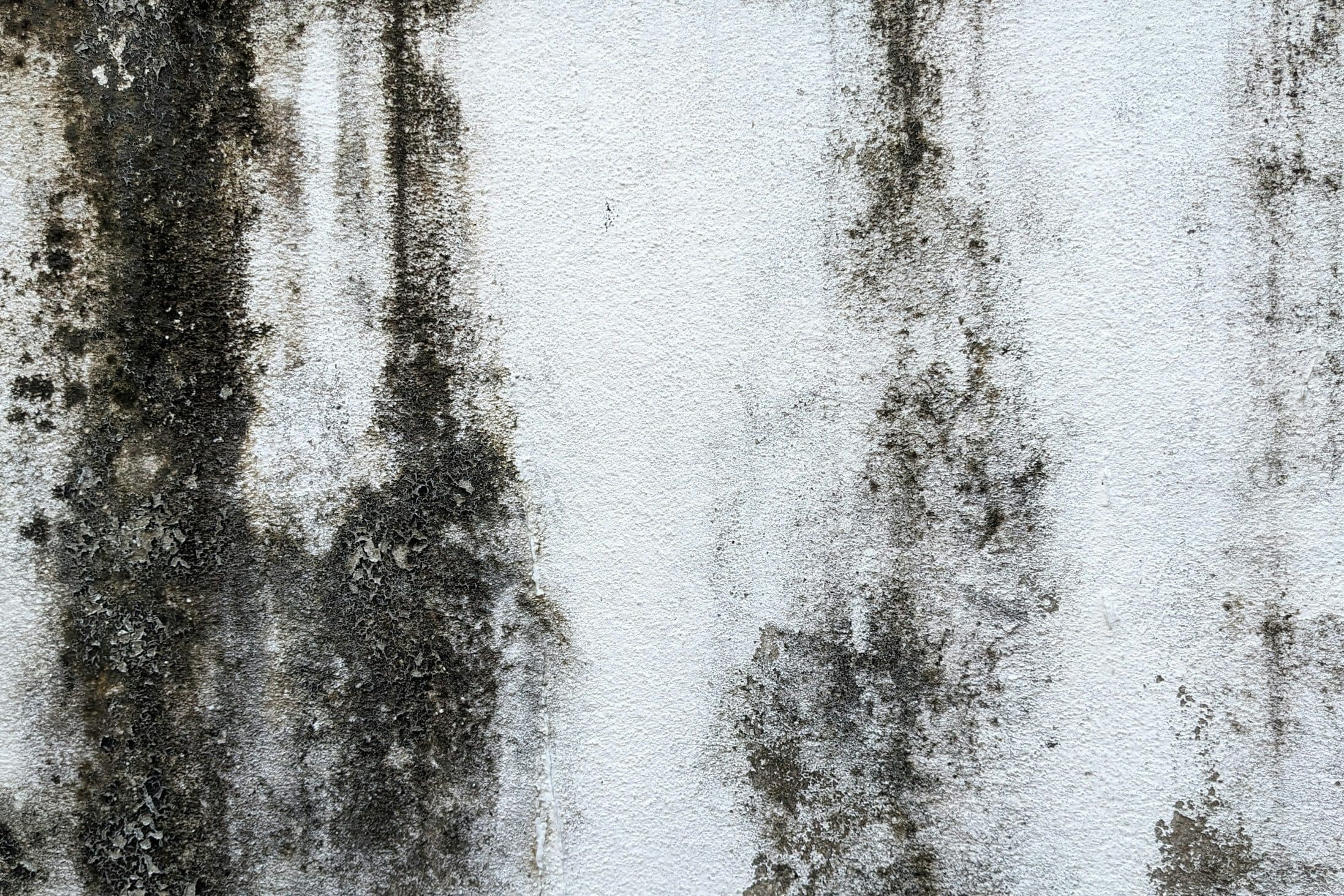 Peinture cloquée et décollée par l'humidité